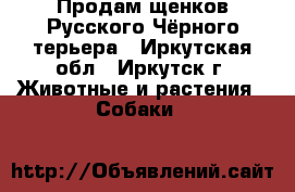 Продам щенков Русского Чёрного терьера - Иркутская обл., Иркутск г. Животные и растения » Собаки   